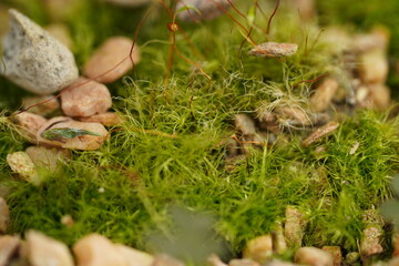 Obraz premium Green Moss and Rocks Macro Nature Photography