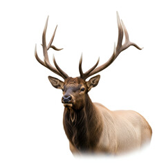 Elk standing in forest clearing