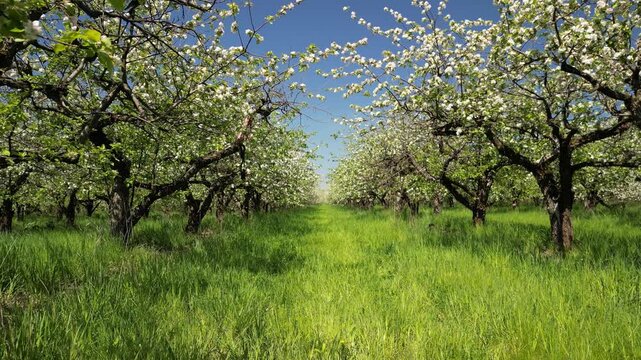 Drone view over an apple orchard with neat rows of trees. Calm agricultural landscape showing cultivated nature, symmetry, and rural countryside from above.
