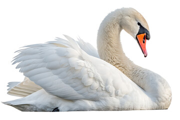 Fototapeta premium Graceful swan isolated on transparent background