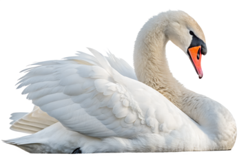 Graceful swan isolated on transparent background