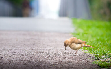 Fototapeta premium little baby bird on the way