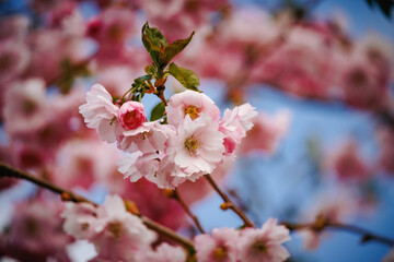 Fototapeta premium a blooming branch with spring pink flowers on a blue sky background