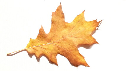 Jesienne liście klonu w odcieniach czerwieni i ż&oacute;łtego. Jesień widoczna w przyrodzie.