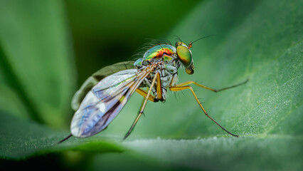 Fototapeta premium Long-legged fly displaying iridescent colors on green leaf