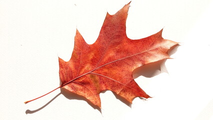 Obraz premium Jesienne liście klonu w odcieniach czerwieni i żółtego. Jesień widoczna w przyrodzie.