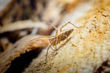 Lynx spider observing its surroundings on a textured surface