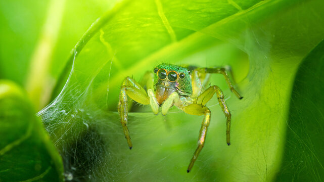 Green jumping spider peering from silk nest on leaf