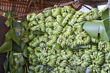 Fresh green banana bunches piled high showing harvest abundance and tropical farming success with raw fruit ready for transport or ripening process in agricultural market setting