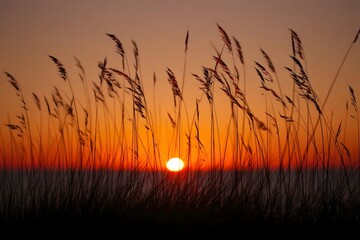 Sunset Through Beach Grass Silhouette - Calm Coastal Scene