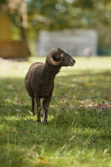 A dark horned ouessant ram stands attentively in a sunlit green field, its woolly coat blending...