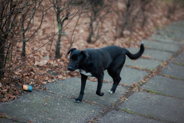 Obraz premium black dog on the road