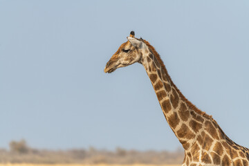 The head and Neck of a giraffe against a blue sky in Etosha National Park, Namibia, Africa © dvlcom