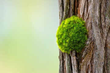 Close-up of Vibrant Green Moss Growing on Tree Trunk