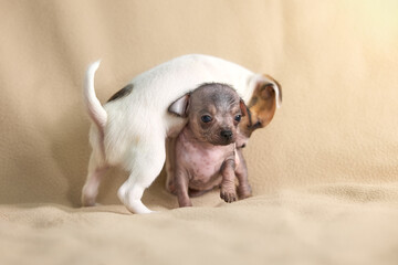 Adorable white puppy protectively shelters a tiny, vulnerable grey pup on a warm, soft blanket. A...