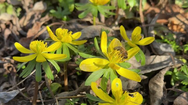 Honeybee collecting nectar from a winter aconite flower in the garden in spring 4k