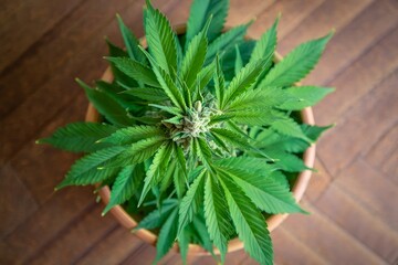 Close-up of Cannabis Plant Growing in a Pot with Lush Green Leaves