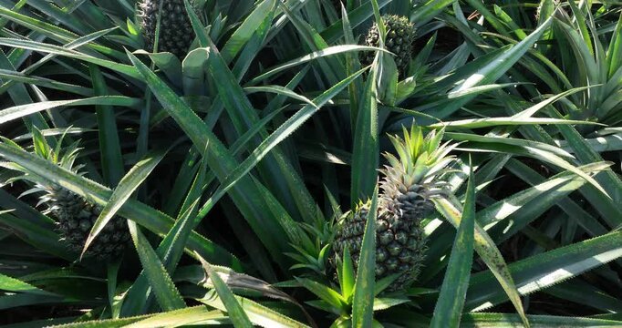 Pineapple grow on tree in garden