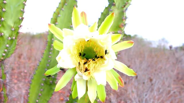 Bees collecting nectar from blooming mandacaru cactus flower in close-up view