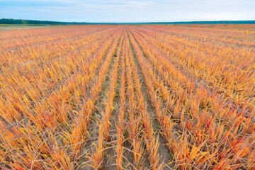Vast Field of Switchgrass in Autumn Colors