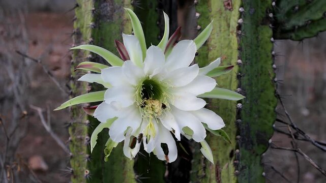 White cactus flower blooming on green mandacaru cactus in natural outdoor setting