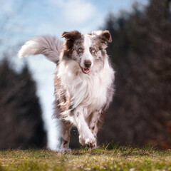 Fototapeta premium border collie dog