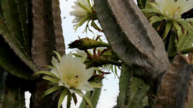 Cactus mandacaru with blooming white flowers in close-up view, 4K footage