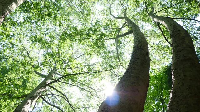 Tree top view with sun and birds singing. Look from the ground.