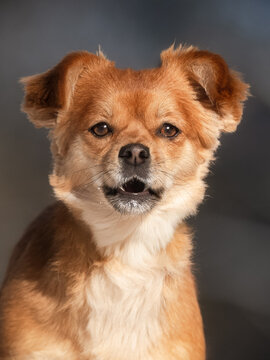 portrait of a dog