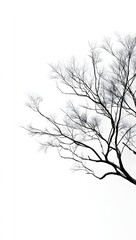 Fototapeta premium Striking Minimalist Composition featuring Dark Tree Branches with Tiny Leaves or Flowers against a Vast Bright Sky Background