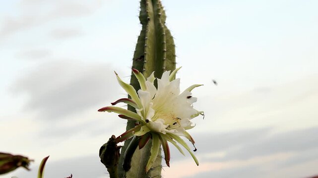 Mandacaru cactus with white flower blooming in natural daylight