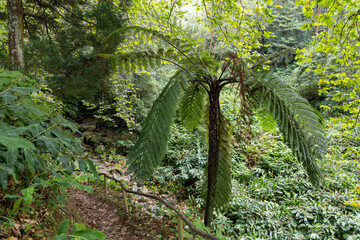 A tall Australian tree palm with green leaves is in a forest in Sao Miguel, Azores