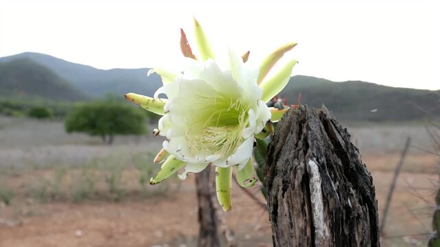 Mandacaru cactus flower blooming in open countryside with hills