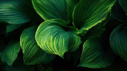 Lush, close-up view of large, textured green leaves with pronounced veins