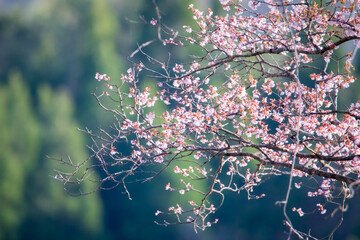 Cherry blossom branch with soft green background