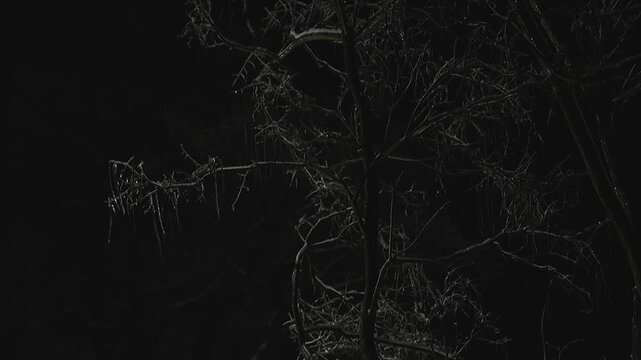 Tree branches covered with ice - the consequences of severe frosts 