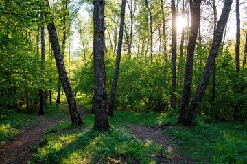 Obraz premium Lush springtime woods bathed in magic golden hour light. Beams pierce the dense canopy, highlighting the mossy ground and serene, intersecting footpaths