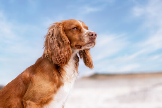 Portrait of a dog