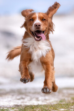 Portrait of a dog