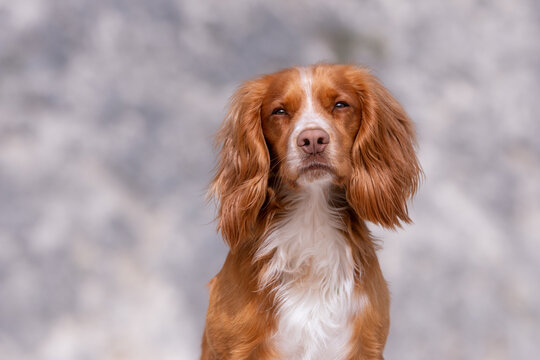 Portrait of a dog