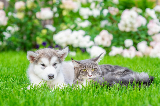 Alaskan malamute puppy lies with adult maine coon cat on green summer grass