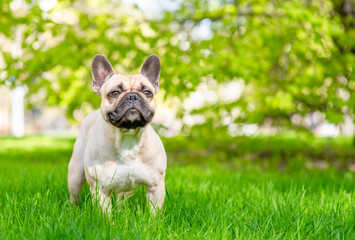 French bulldog puppy standing on green summer grass and looking at camera. Empty space for text