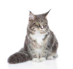 Fototapeta premium Adult maine coon cat sitting in front view. isolated on white background