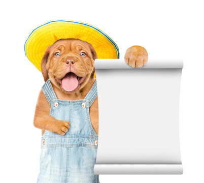 Happy Mastiff puppy wearing  summer hat and denim overalls showing blank page. Isolated on white background