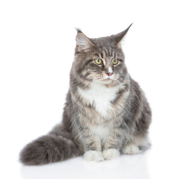 Adult maine coon cat sitting in front view. isolated on white background