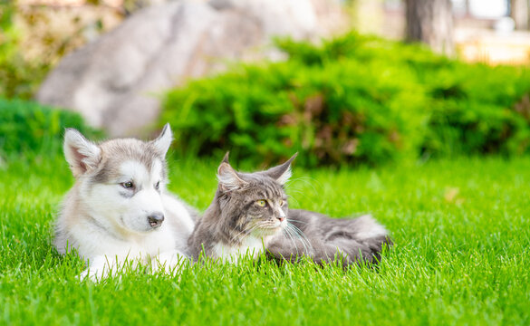 Adult maine coon cat and Alaskan Malamute puppy lying together on green summer grass at sunny day. Empty space for text
