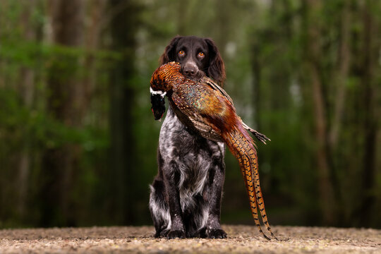 dog in the wild