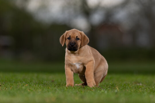 Puppy