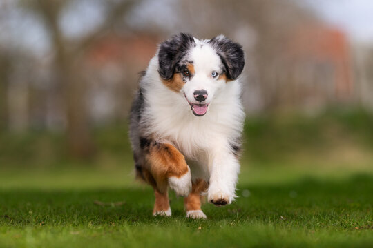 Running dog