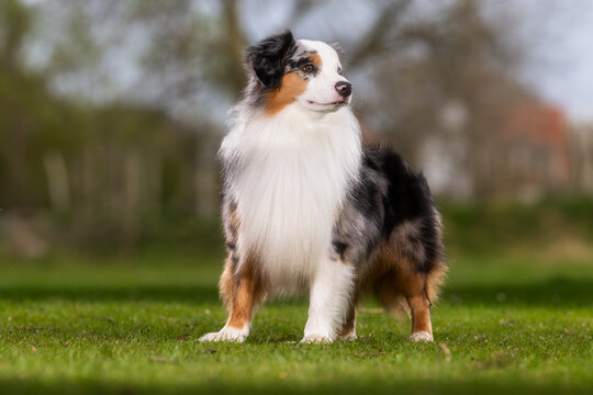 dog on grass